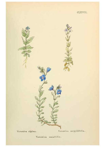 Reproducción/Reproduction 48591881112: Flowers of the Engadine.. Winchester,Printed for the Author by Warren and Son,1891.. 