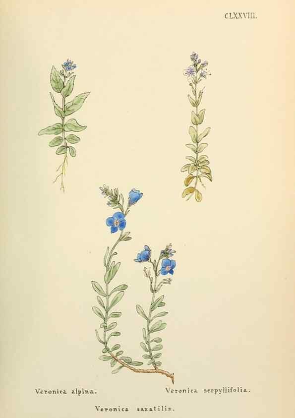 Reproducción/Reproduction 48591881112: Flowers of the Engadine.. Winchester,Printed for the Author by Warren and Son,1891.. 