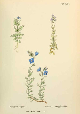 Reproducción/Reproduction 48591881112: Flowers of the Engadine.. Winchester,Printed for the Author by Warren and Son,1891.. 