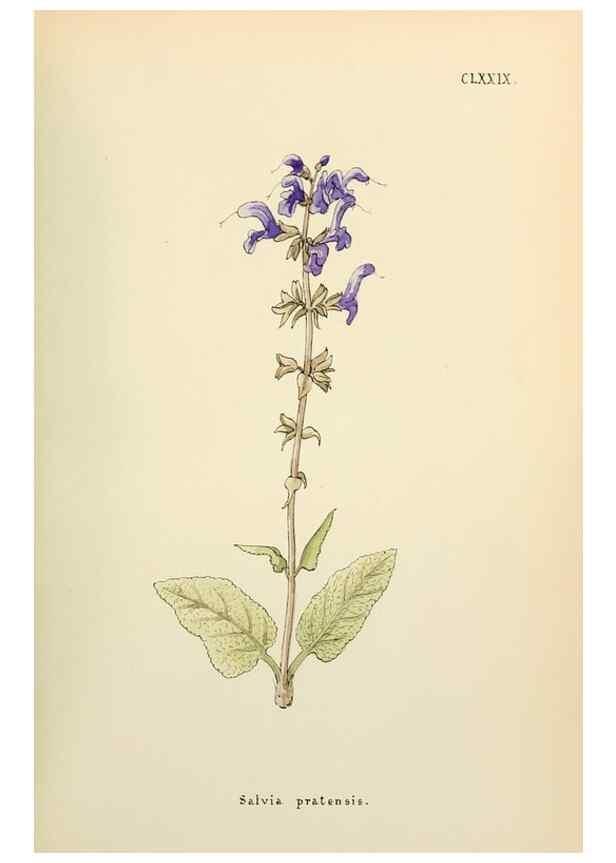 Reproducción/Reproduction 48591736201: Flowers of the Engadine.. Winchester,Printed for the Author by Warren and Son,1891.. 