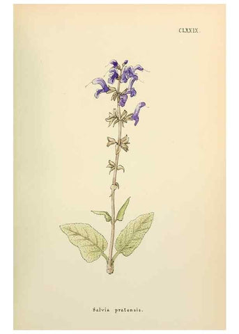 Reproducción/Reproduction 48591736201: Flowers of the Engadine.. Winchester,Printed for the Author by Warren and Son,1891.. 