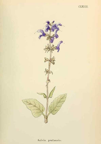 Reproducción/Reproduction 48591736201: Flowers of the Engadine.. Winchester,Printed for the Author by Warren and Son,1891.. 