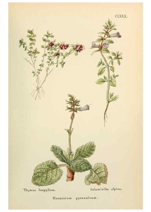 Reproducción/Reproduction 48591736636: Flowers of the Engadine.. Winchester,Printed for the Author by Warren and Son,1891.. 
