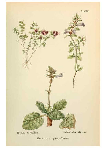 Reproducción/Reproduction 48591736636: Flowers of the Engadine.. Winchester,Printed for the Author by Warren and Son,1891.. 