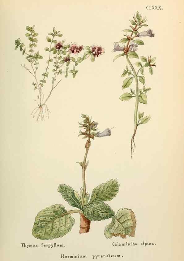 Reproducción/Reproduction 48591736636: Flowers of the Engadine.. Winchester,Printed for the Author by Warren and Son,1891.. 