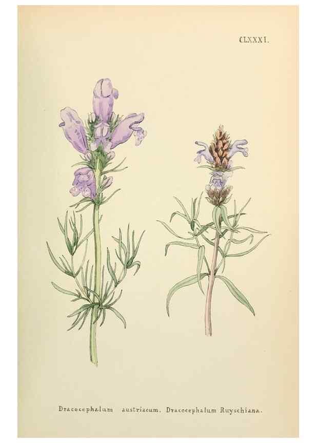 Reproducción/Reproduction 48591737241: Flowers of the Engadine.. Winchester,Printed for the Author by Warren and Son,1891.. 