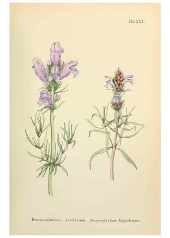 Reproducción/Reproduction 48591737241: Flowers of the Engadine.. Winchester,Printed for the Author by Warren and Son,1891.. 