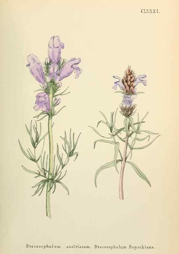 Reproducción/Reproduction 48591737241: Flowers of the Engadine.. Winchester,Printed for the Author by Warren and Son,1891.. 