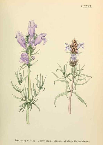 Reproducción/Reproduction 48591737241: Flowers of the Engadine.. Winchester,Printed for the Author by Warren and Son,1891.. 