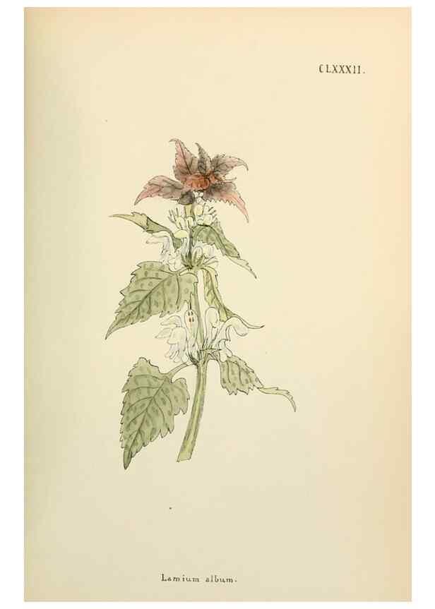 Reproducción/Reproduction 48591882972: Flowers of the Engadine.. Winchester,Printed for the Author by Warren and Son,1891.. 