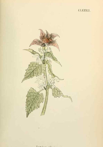 Reproducción/Reproduction 48591882972: Flowers of the Engadine.. Winchester,Printed for the Author by Warren and Son,1891.. 