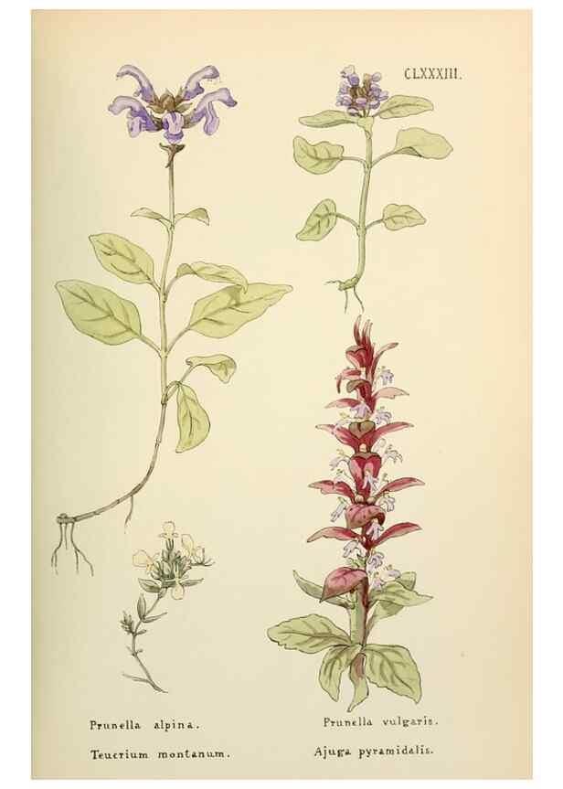 Reproducción/Reproduction 48591737986: Flowers of the Engadine.. Winchester,Printed for the Author by Warren and Son,1891.. 