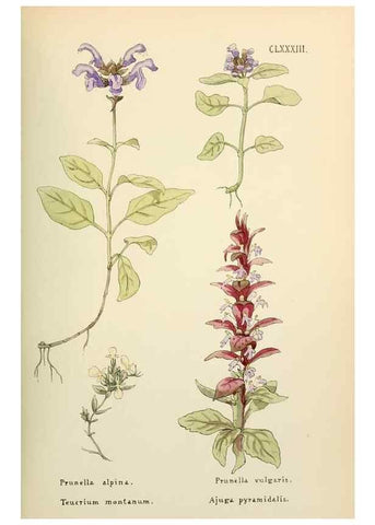 Reproducción/Reproduction 48591737986: Flowers of the Engadine.. Winchester,Printed for the Author by Warren and Son,1891.. 