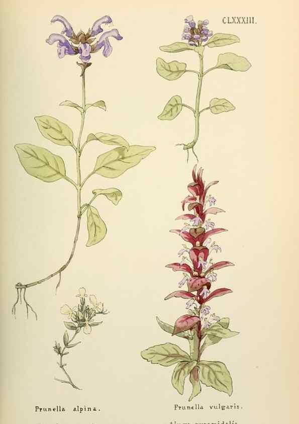 Reproducción/Reproduction 48591737986: Flowers of the Engadine.. Winchester,Printed for the Author by Warren and Son,1891.. 