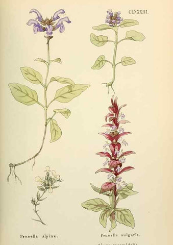 Reproducción/Reproduction 48591737986: Flowers of the Engadine.. Winchester,Printed for the Author by Warren and Son,1891.. 