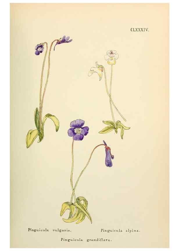 Reproducción/Reproduction 48591738371: Flowers of the Engadine.. Winchester,Printed for the Author by Warren and Son,1891.. 