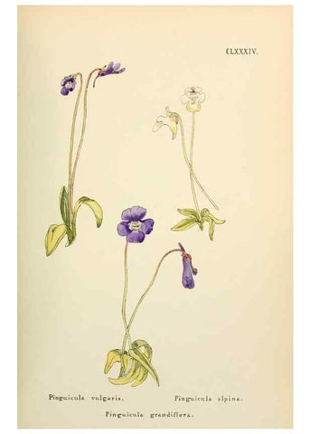 Reproducción/Reproduction 48591738371: Flowers of the Engadine.. Winchester,Printed for the Author by Warren and Son,1891.. 