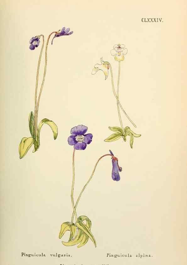 Reproducción/Reproduction 48591738371: Flowers of the Engadine.. Winchester,Printed for the Author by Warren and Son,1891.. 