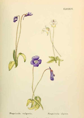 Reproducción/Reproduction 48591738371: Flowers of the Engadine.. Winchester,Printed for the Author by Warren and Son,1891.. 