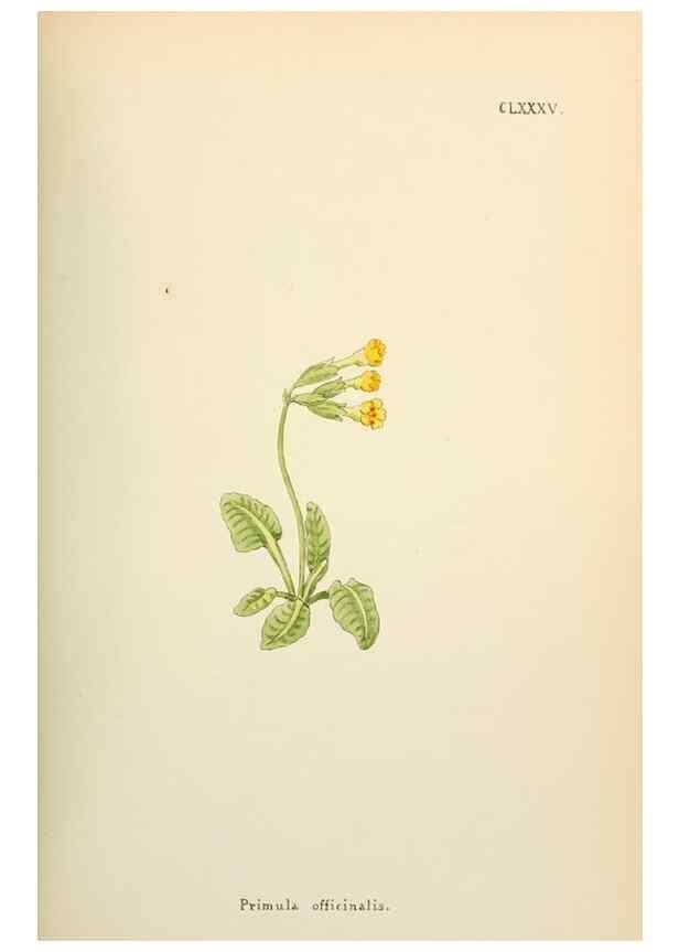 Reproducción/Reproduction 48591738686: Flowers of the Engadine.. Winchester,Printed for the Author by Warren and Son,1891.. 