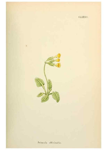 Reproducción/Reproduction 48591738686: Flowers of the Engadine.. Winchester,Printed for the Author by Warren and Son,1891.. 