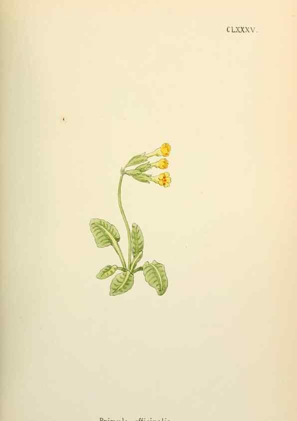 Reproducción/Reproduction 48591738686: Flowers of the Engadine.. Winchester,Printed for the Author by Warren and Son,1891.. 
