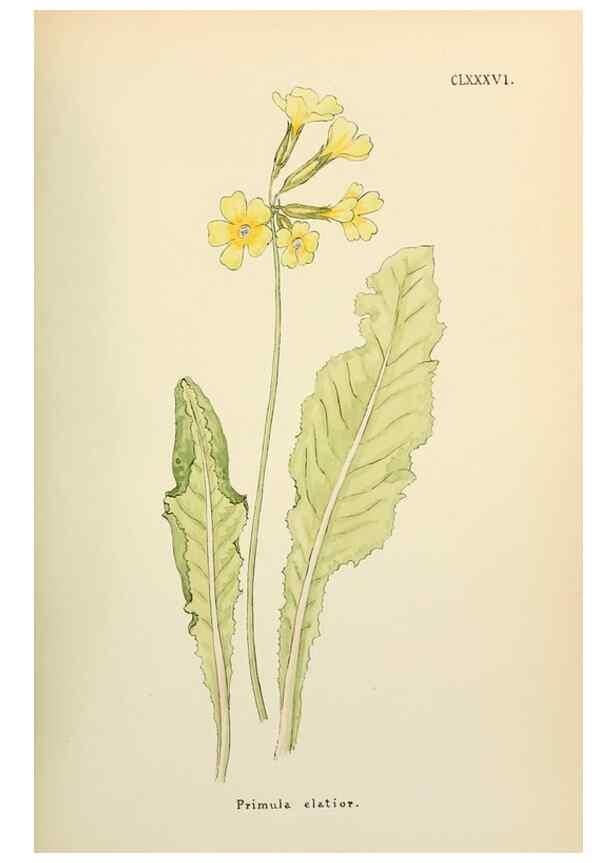 Reproducción/Reproduction 48591739071: Flowers of the Engadine.. Winchester,Printed for the Author by Warren and Son,1891.. 