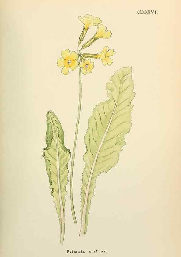 Reproducción/Reproduction 48591739071: Flowers of the Engadine.. Winchester,Printed for the Author by Warren and Son,1891.. 