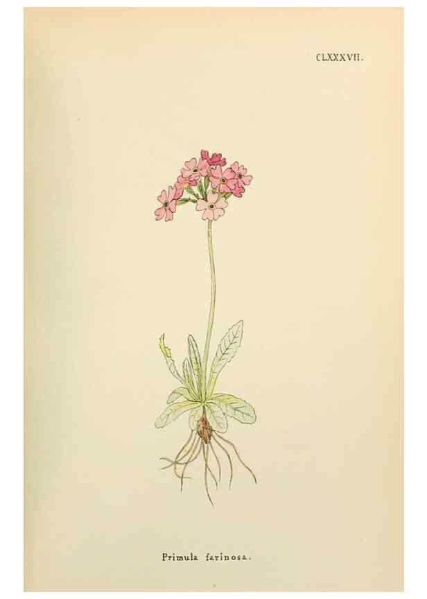 Reproducción/Reproduction 48591884872: Flowers of the Engadine.. Winchester,Printed for the Author by Warren and Son,1891.. 