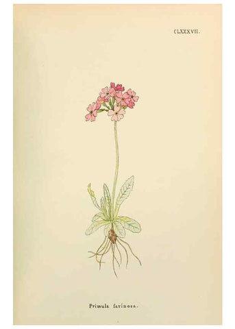 Reproducción/Reproduction 48591884872: Flowers of the Engadine.. Winchester,Printed for the Author by Warren and Son,1891.. 