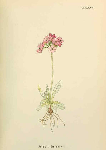 Reproducción/Reproduction 48591884872: Flowers of the Engadine.. Winchester,Printed for the Author by Warren and Son,1891.. 