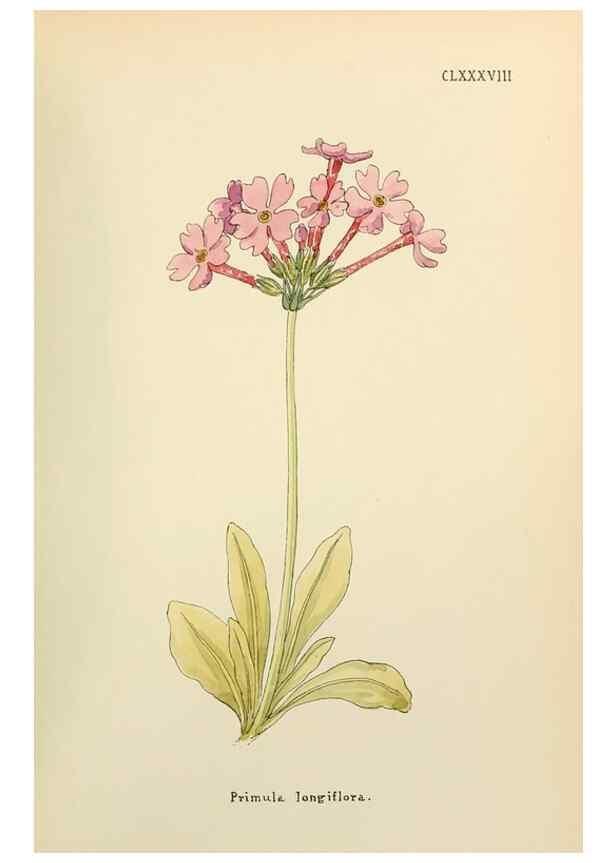 Reproducción/Reproduction 48591739786: Flowers of the Engadine.. Winchester,Printed for the Author by Warren and Son,1891.. 