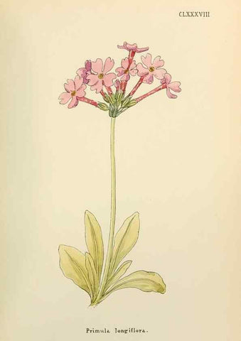 Reproducción/Reproduction 48591739786: Flowers of the Engadine.. Winchester,Printed for the Author by Warren and Son,1891.. 