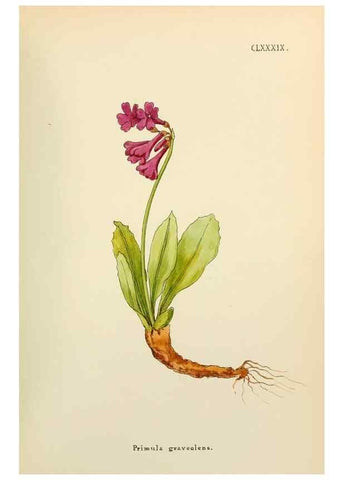 Reproducción/Reproduction 48591885577: Flowers of the Engadine.. Winchester,Printed for the Author by Warren and Son,1891.. 