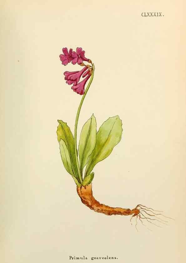 Reproducción/Reproduction 48591885577: Flowers of the Engadine.. Winchester,Printed for the Author by Warren and Son,1891.. 