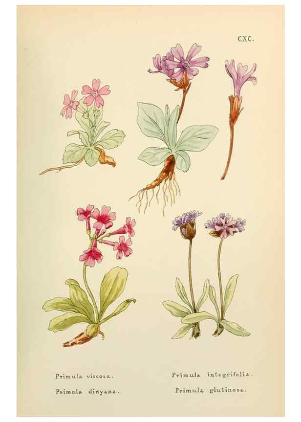 Reproducción/Reproduction 48591740501: Flowers of the Engadine.. Winchester,Printed for the Author by Warren and Son,1891.. 