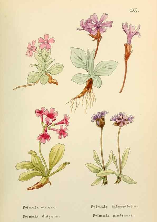 Reproducción/Reproduction 48591740501: Flowers of the Engadine.. Winchester,Printed for the Author by Warren and Son,1891.. 