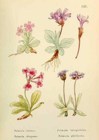 Reproducción/Reproduction 48591740501: Flowers of the Engadine.. Winchester,Printed for the Author by Warren and Son,1891.. 