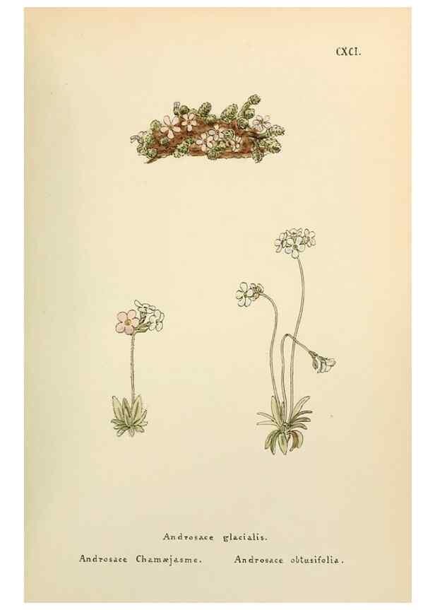 Reproducción/Reproduction 48591740926: Flowers of the Engadine.. Winchester,Printed for the Author by Warren and Son,1891.. 