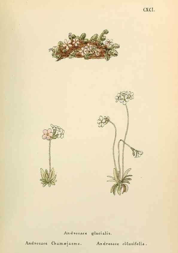 Reproducción/Reproduction 48591740926: Flowers of the Engadine.. Winchester,Printed for the Author by Warren and Son,1891.. 