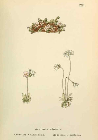 Reproducción/Reproduction 48591740926: Flowers of the Engadine.. Winchester,Printed for the Author by Warren and Son,1891.. 