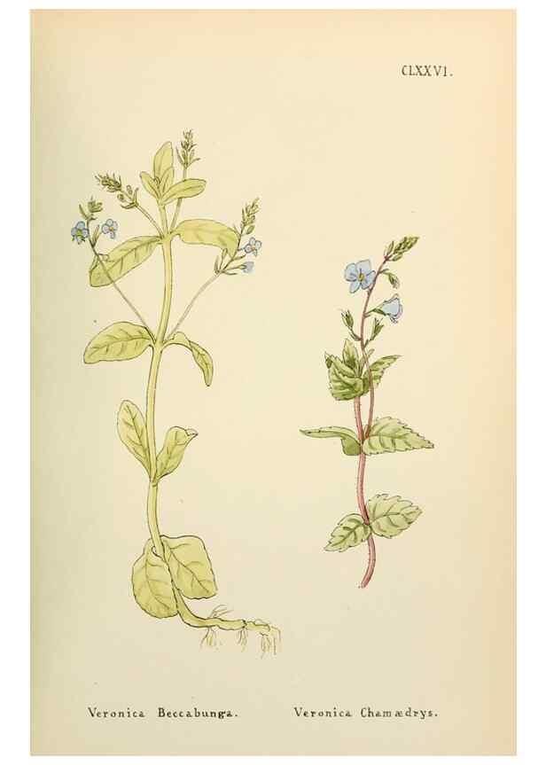 Reproducción/Reproduction 48591734666: Flowers of the Engadine.. Winchester,Printed for the Author by Warren and Son,1891.. 