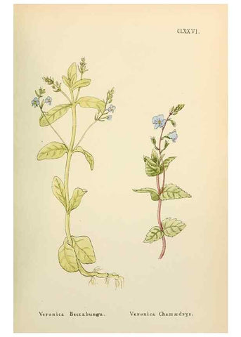 Reproducción/Reproduction 48591734666: Flowers of the Engadine.. Winchester,Printed for the Author by Warren and Son,1891.. 