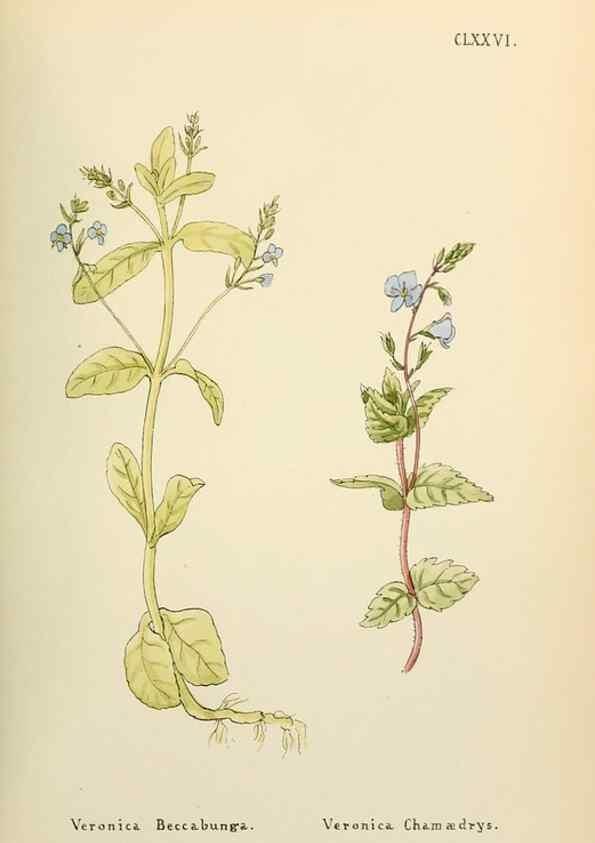 Reproducción/Reproduction 48591734666: Flowers of the Engadine.. Winchester,Printed for the Author by Warren and Son,1891.. 
