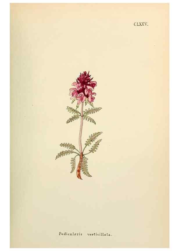 Reproducción/Reproduction 48591879737: Flowers of the Engadine.. Winchester,Printed for the Author by Warren and Son,1891.. 