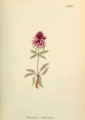 Reproducción/Reproduction 48591879737: Flowers of the Engadine.. Winchester,Printed for the Author by Warren and Son,1891.. 