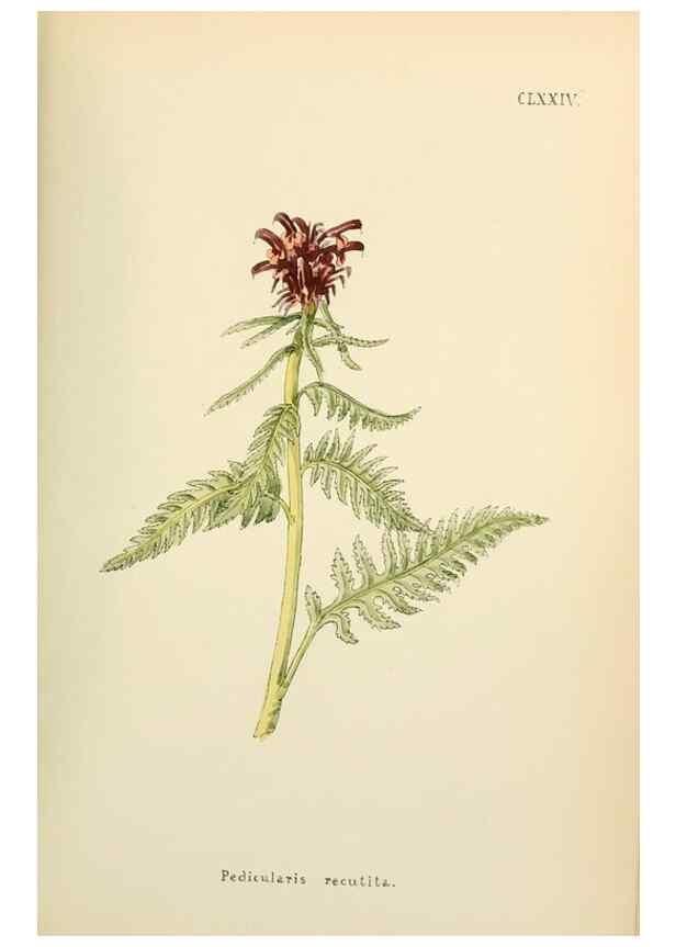 Reproducción/Reproduction 48591733816: Flowers of the Engadine.. Winchester,Printed for the Author by Warren and Son,1891.. 