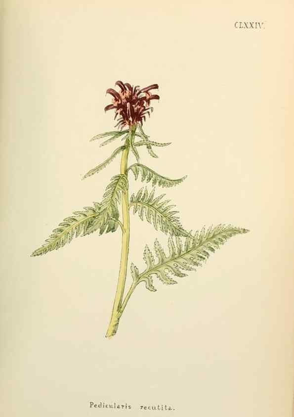 Reproducción/Reproduction 48591733816: Flowers of the Engadine.. Winchester,Printed for the Author by Warren and Son,1891.. 