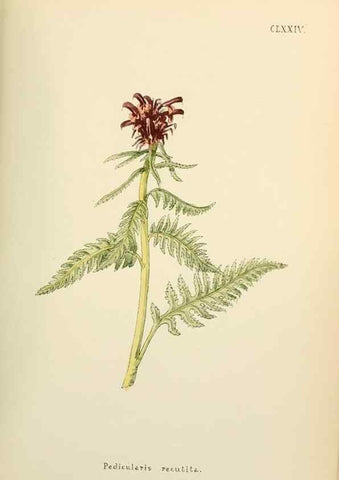 Reproducción/Reproduction 48591733816: Flowers of the Engadine.. Winchester,Printed for the Author by Warren and Son,1891.. 
