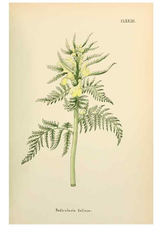 Reproducción/Reproduction 48591878962: Flowers of the Engadine.. Winchester,Printed for the Author by Warren and Son,1891.. 